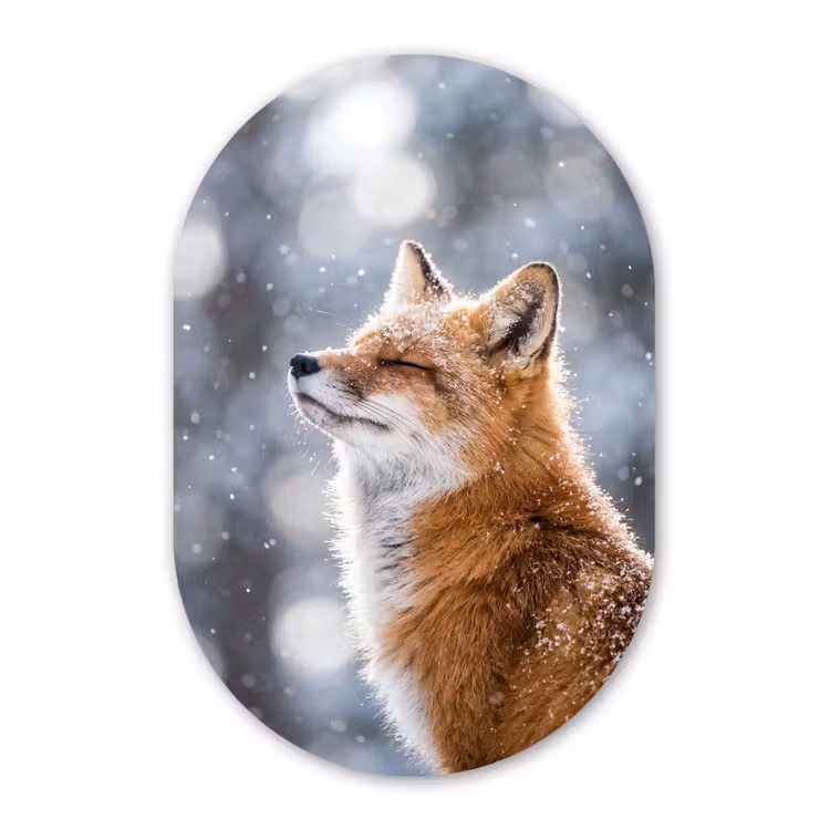 Vos - Sneeuwval - Portret - Winter - Sfeervol Wandcirkel Ovaal Aluminium middel -3d