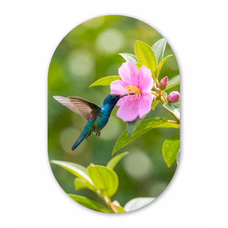 Kolibrie - Bloem - Natuur - Groen Wandcirkel Ovaal Aluminium middel -3d