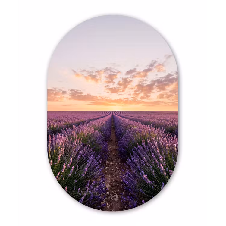 Landschap - Lavendelveld - Paars Wandcirkel Ovaal Aluminium middel -3d