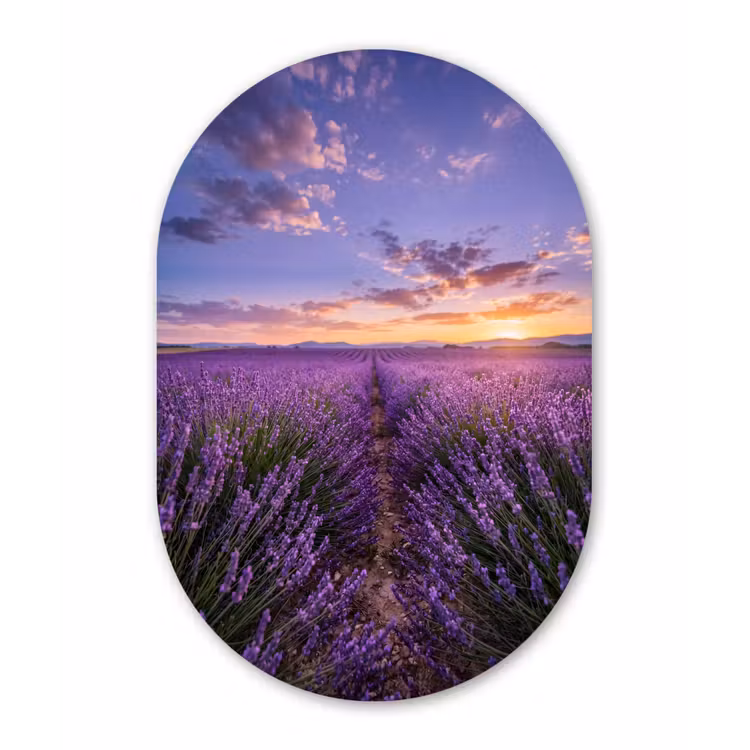 Lavendel - Veld - Natuur - Paars Wandcirkel Ovaal Aluminium middel -3d