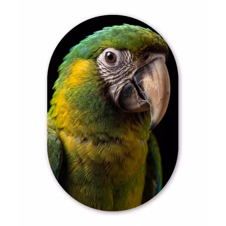 Ara - Portret - Groen Wandcirkel Ovaal Aluminium middel -3d