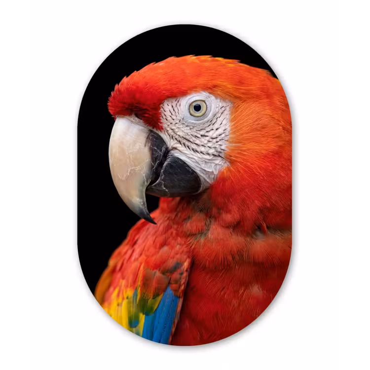 Ara - Portret - Rood Wandcirkel Ovaal Aluminium middel -3d