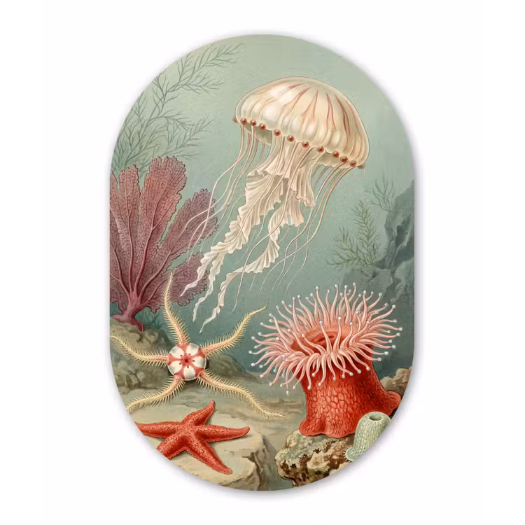Zeeleven - Kwal - Onderwater - Illustratie - Beige Wandcirkel Ovaal Aluminium middel -3d