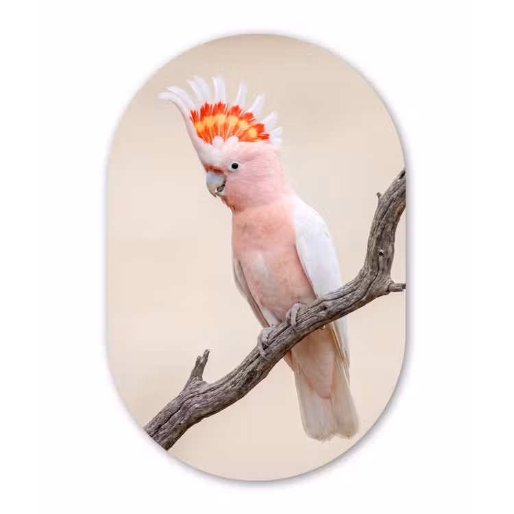 Papagaai - Tak - Roze Wandcirkel Ovaal Aluminium middel -3d