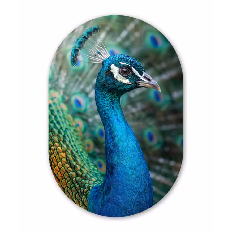 Pauw - Veren - Blauw Wandcirkel Ovaal Aluminium middel -3d