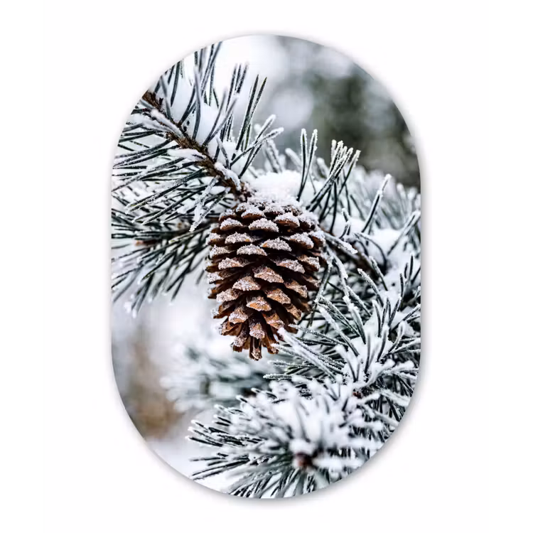 Dennenappel - Tak - Sneeuw - Winter - Sfeervol Wandcirkel Ovaal Aluminium middel -3d