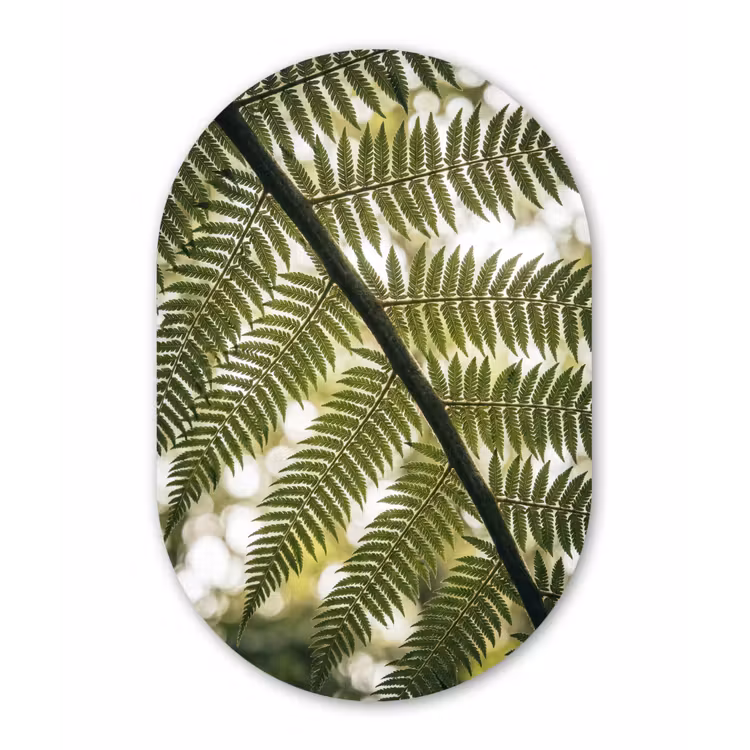 Plant - Blad - Natuur - Groen - Detail Wandcirkel Ovaal Aluminium middel -3d