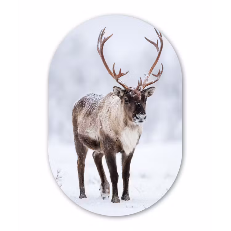 Rendier - Gewei - Toendra - Sneeuw - Wild Wandcirkel Ovaal Aluminium middel -3d