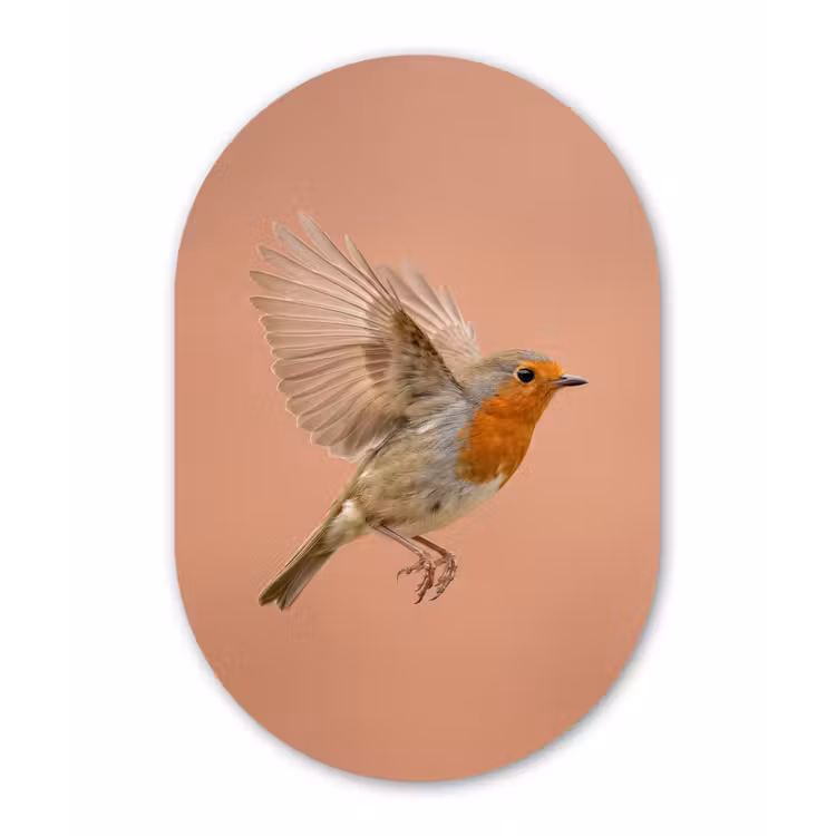 Roodborst - Natuur - Roze Wandcirkel Ovaal Aluminium middel -3d