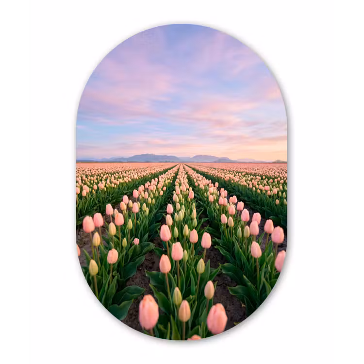 Tulpen - Landschap - Roze Wandcirkel Ovaal Aluminium middel -3d