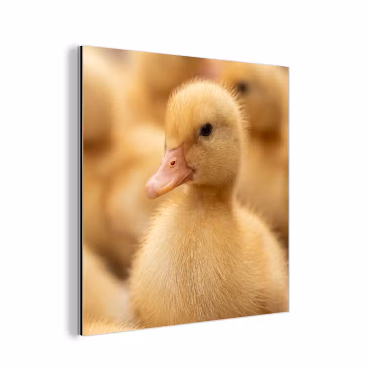 Pijltje - Eend - Natuur - Geel aluminium wit klein -3d