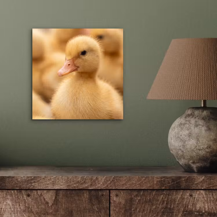 Pijltje - Eend - Natuur - Geel aluminium wit klein -sfeer2