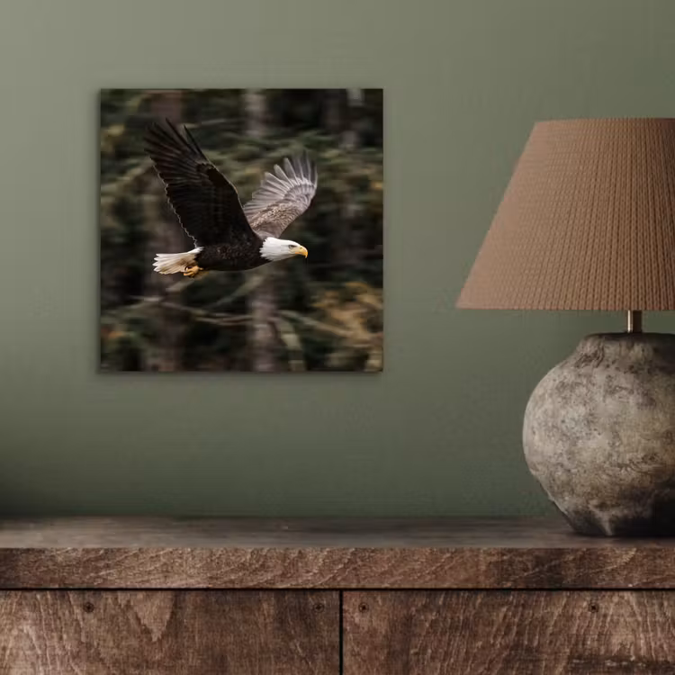 Zeearend - Vliegen - Bos - Natuur aluminium wit klein -sfeer2