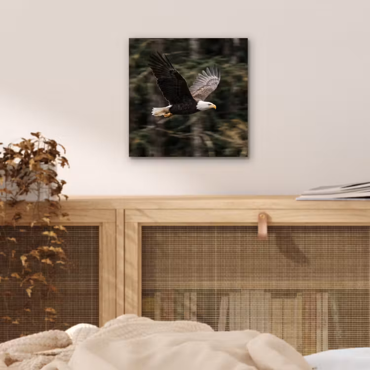 Zeearend - Vliegen - Bos - Natuur aluminium wit klein -sfeer3