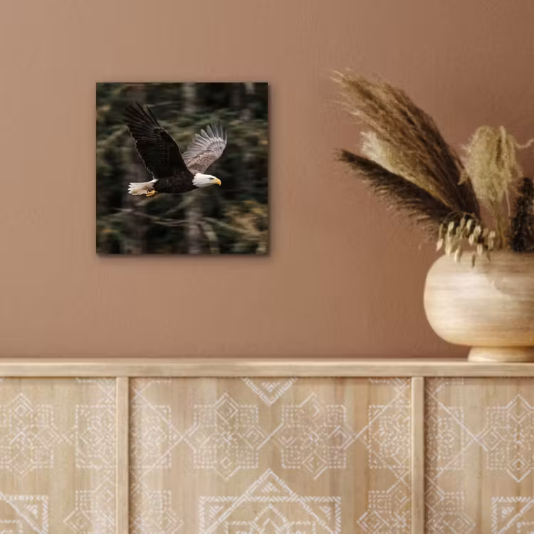 Zeearend - Vliegen - Bos - Natuur aluminium wit klein -sfeer4