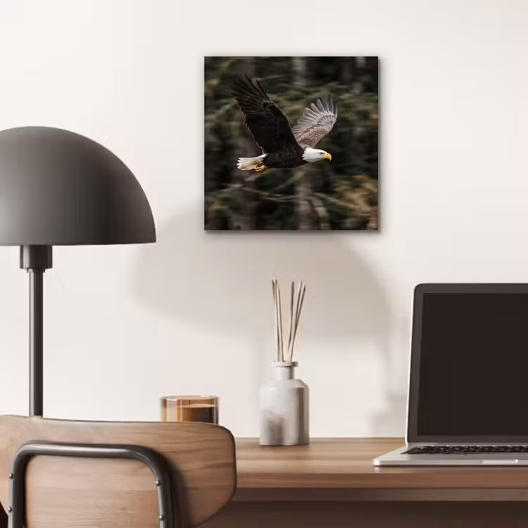 Zeearend - Vliegen - Bos - Natuur aluminium wit klein -sfeer5