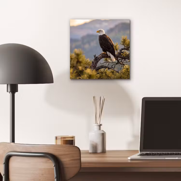 Zeearend - Boom - Bergen - Groen aluminium wit klein -sfeer5