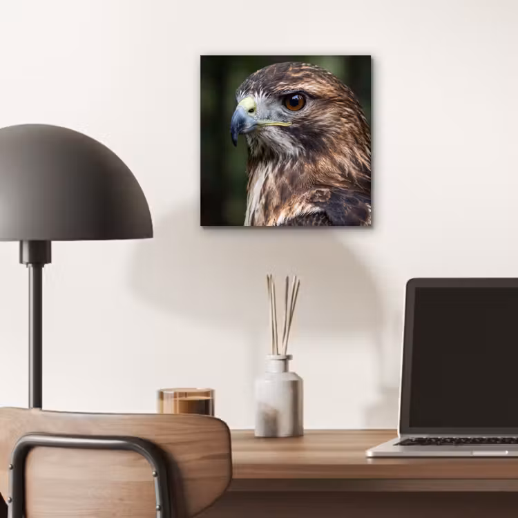 Buizerd - Roofvogel - Natuur - Bruin aluminium wit klein -sfeer5