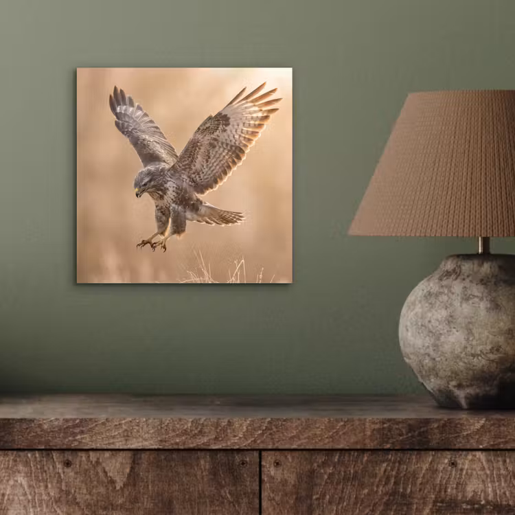 Buizerd - Roofvogel - Natuur - Bruin aluminium wit klein -sfeer2