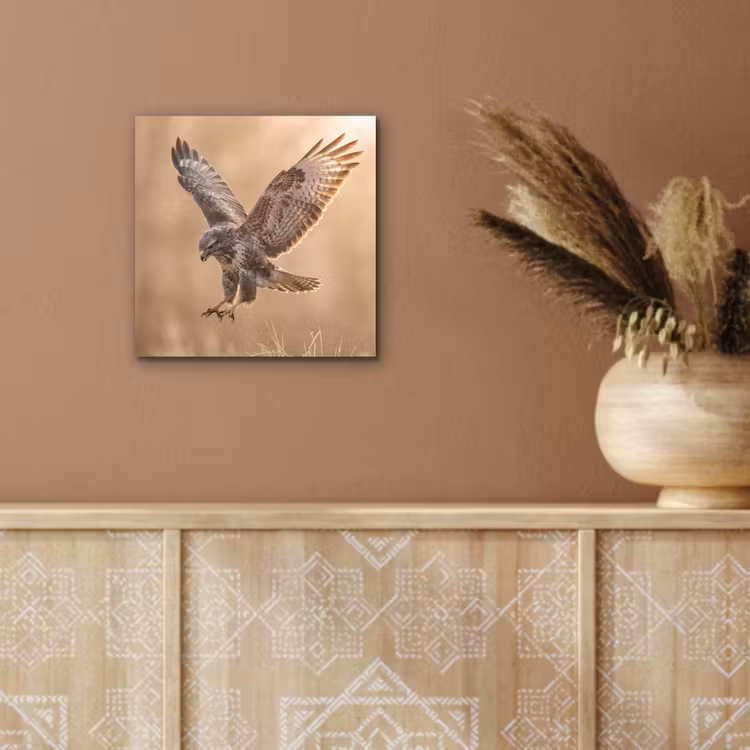 Buizerd - Roofvogel - Natuur - Bruin aluminium wit klein -sfeer4