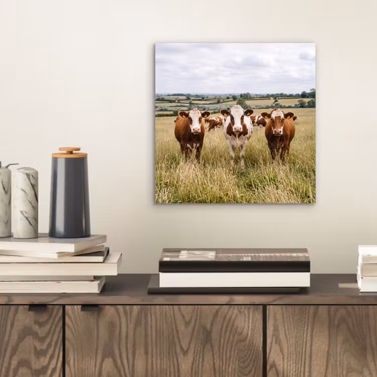 Koeien - Portret - Weide - Boerderij - Nieuwsgierig aluminium wit klein -sfeer1