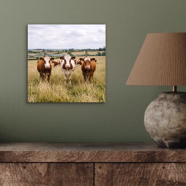 Koeien - Portret - Weide - Boerderij - Nieuwsgierig aluminium wit klein -sfeer2