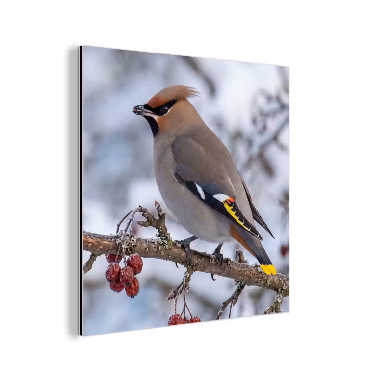 Pestvogel - Bessen - Winter - Natuur aluminium wit klein -3d