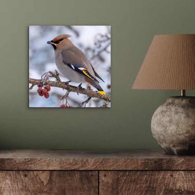 Pestvogel - Bessen - Winter - Natuur aluminium wit klein -sfeer2