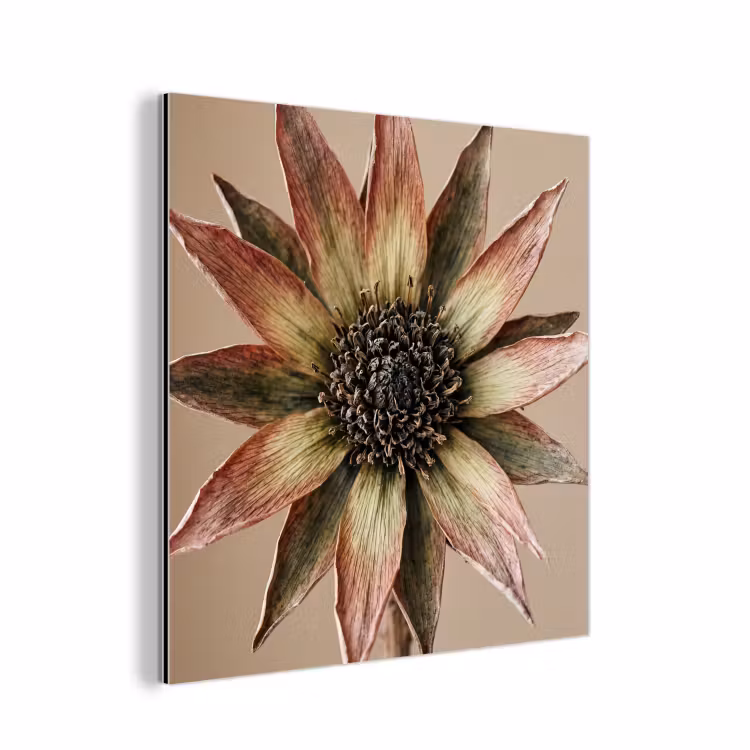 Droogbloem - Protea - Vintage - Beige - Rustiek aluminium wit klein -3d