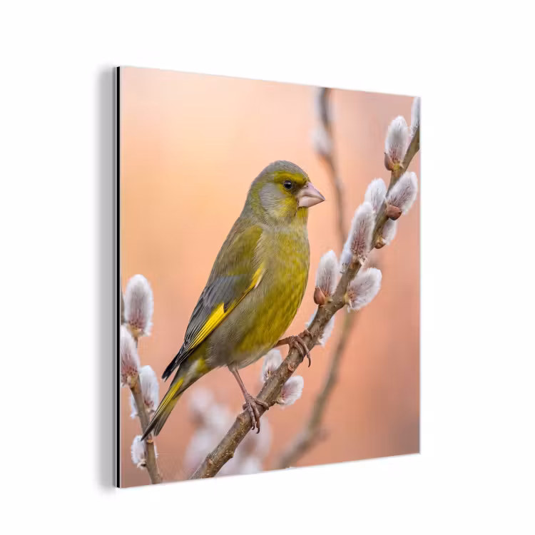 Groenling - Katjes - Lente - Natuur - Zacht aluminium wit klein -3d