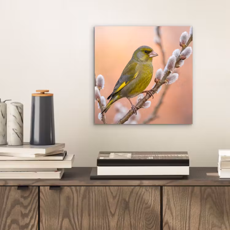 Groenling - Katjes - Lente - Natuur - Zacht aluminium wit klein -sfeer1