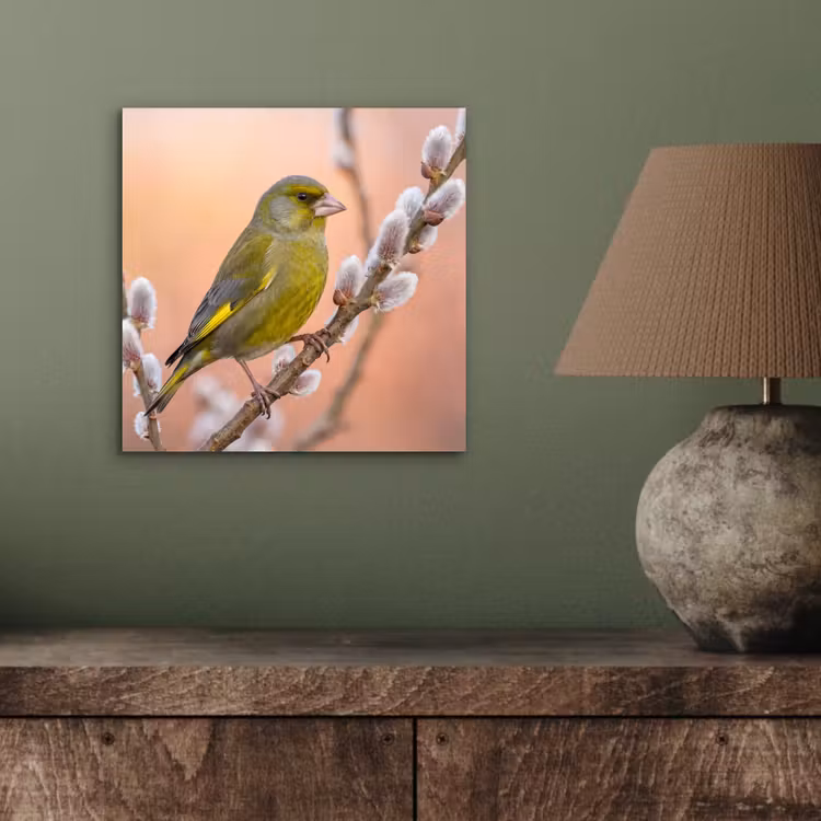 Groenling - Katjes - Lente - Natuur - Zacht aluminium wit klein -sfeer2
