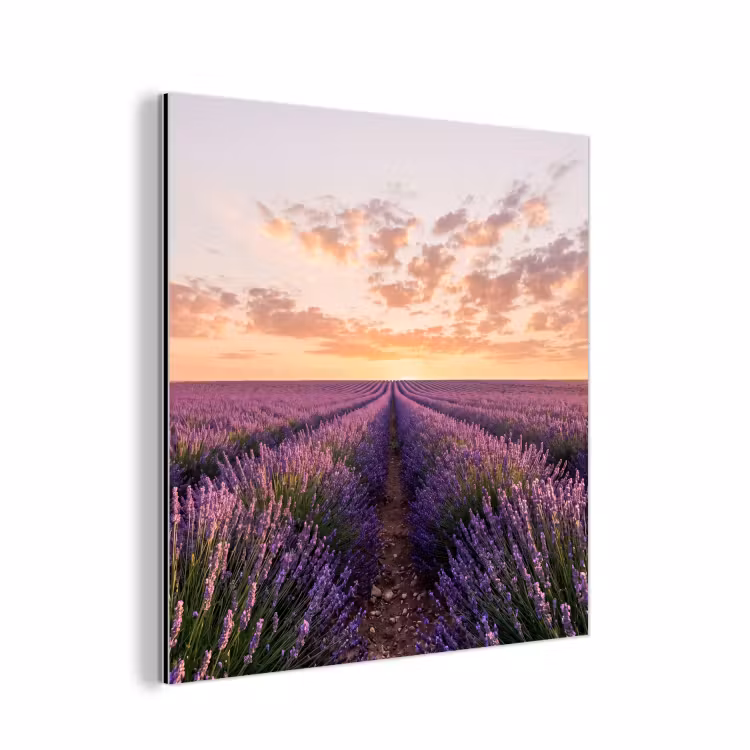 Landschap - Lavendelveld - Paars aluminium wit klein -3d
