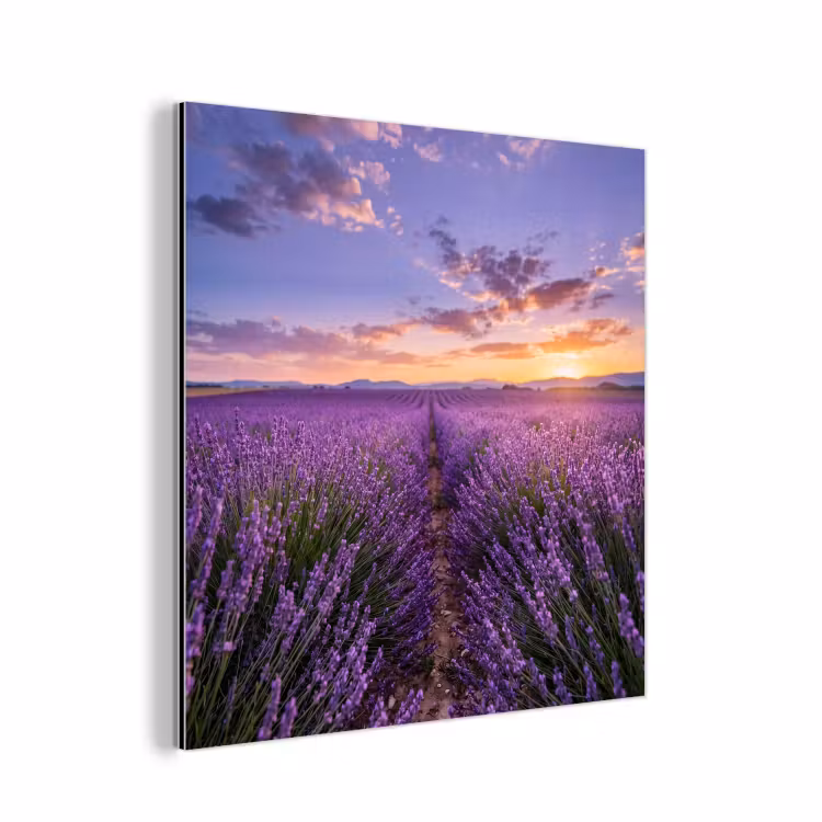 Lavendel - Veld - Natuur - Paars aluminium wit klein -3d