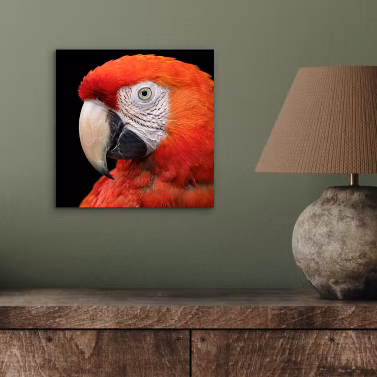 Ara - Portret - Rood aluminium wit klein -sfeer2