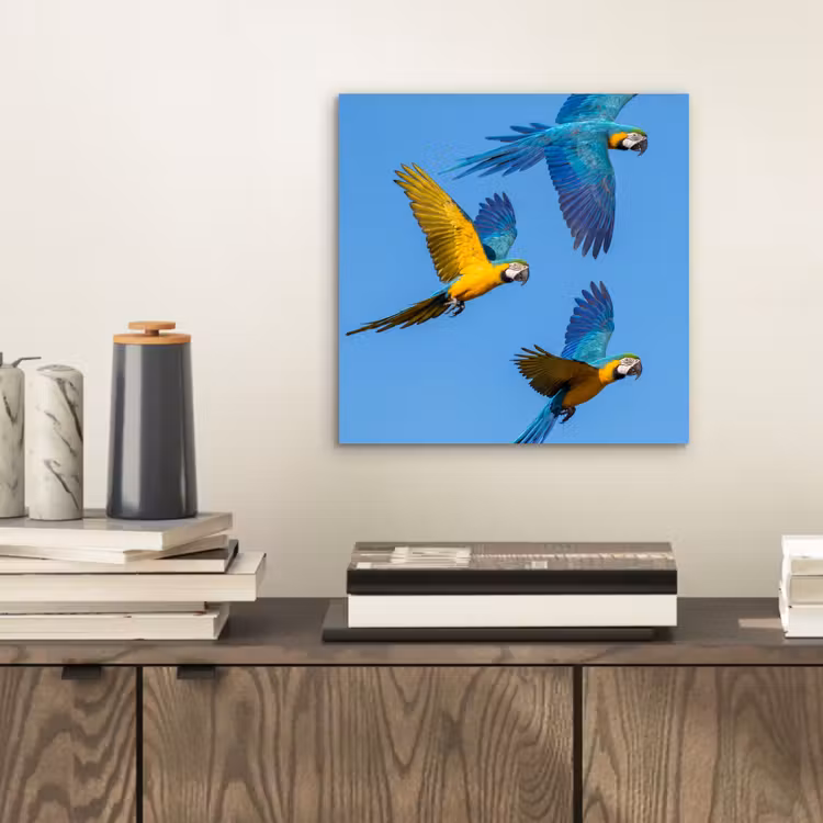 Papagaai - Vliegen - Blauw - Geel aluminium wit klein -sfeer1