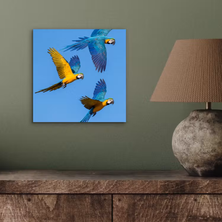 Papagaai - Vliegen - Blauw - Geel aluminium wit klein -sfeer2