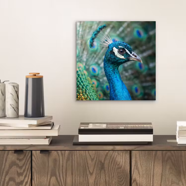 Pauw - Veren - Blauw aluminium wit klein -sfeer1