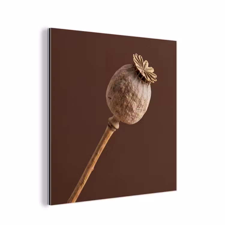 Papaverbol - Droogbloem - Bruin - Minimalistisch aluminium wit klein -3d
