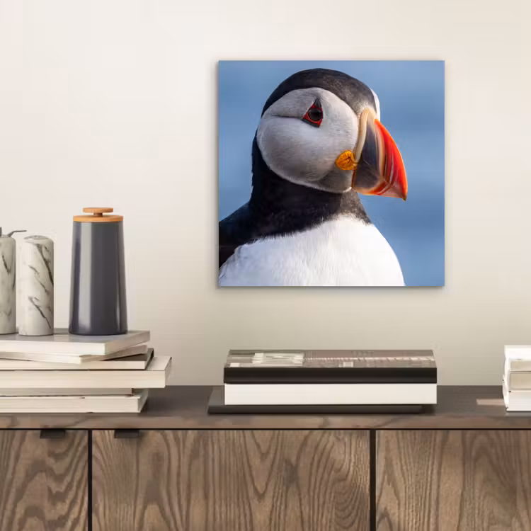 Papegaaiduiker - Portret - Natuur aluminium wit klein -sfeer1