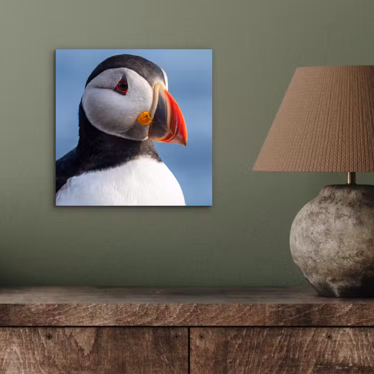 Papegaaiduiker - Portret - Natuur aluminium wit klein -sfeer2
