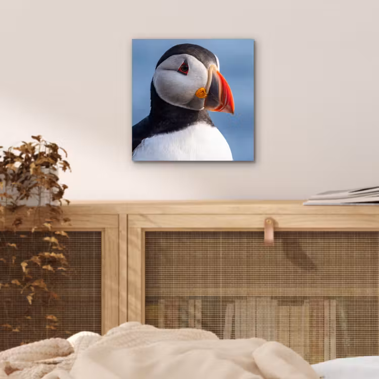 Papegaaiduiker - Portret - Natuur aluminium wit klein -sfeer3
