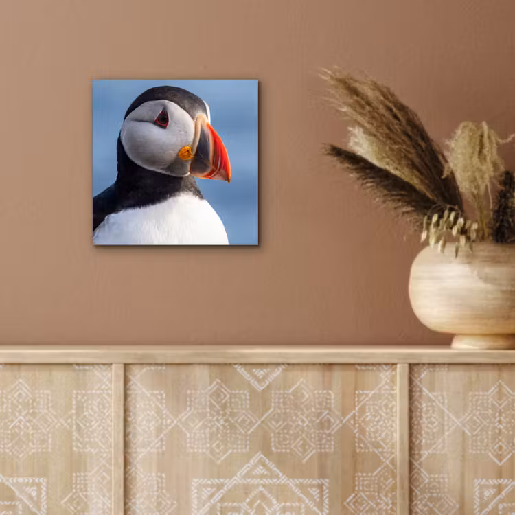 Papegaaiduiker - Portret - Natuur aluminium wit klein -sfeer4