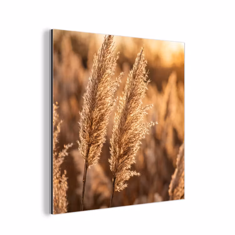 Rietpluimen - Gras - Zonsondergang - Goud - Serene aluminium wit klein -3d