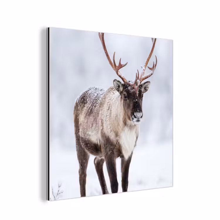 Rendier - Gewei - Toendra - Sneeuw - Wild aluminium wit klein -3d