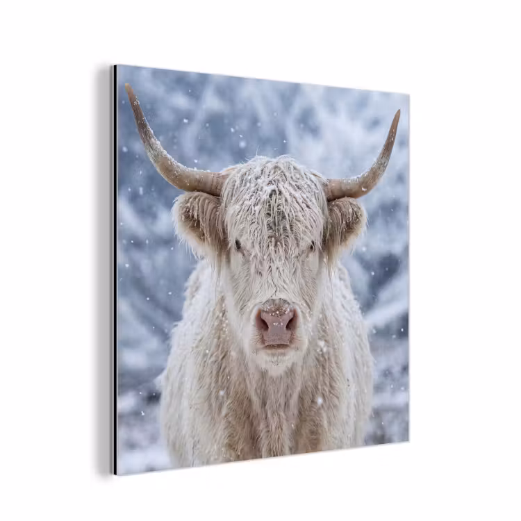 Schotse Hooglander - Sneeuw - Bergen - Winter aluminium wit klein -3d