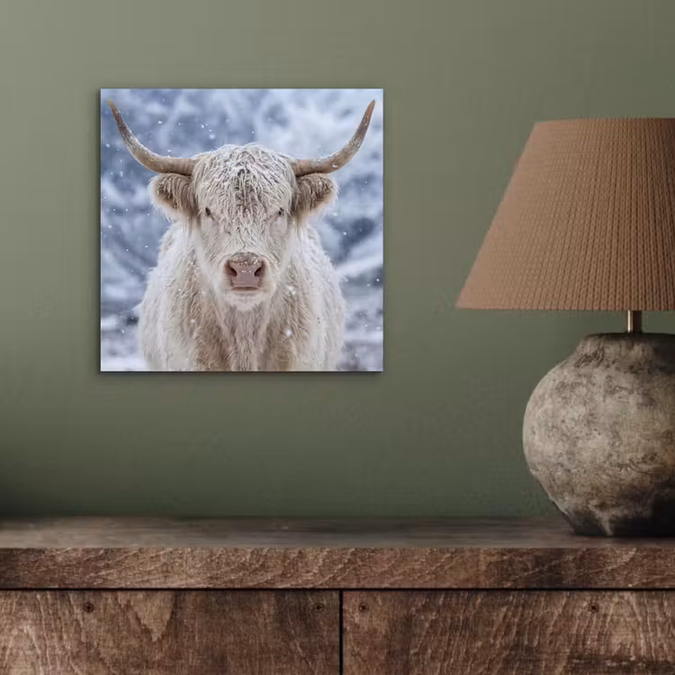 Schotse Hooglander - Sneeuw - Bergen - Winter aluminium wit klein -sfeer2