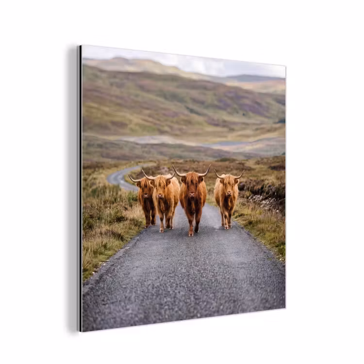 Schotse Hooglanders - Weg - Landschap - Kudde aluminium wit klein -3d