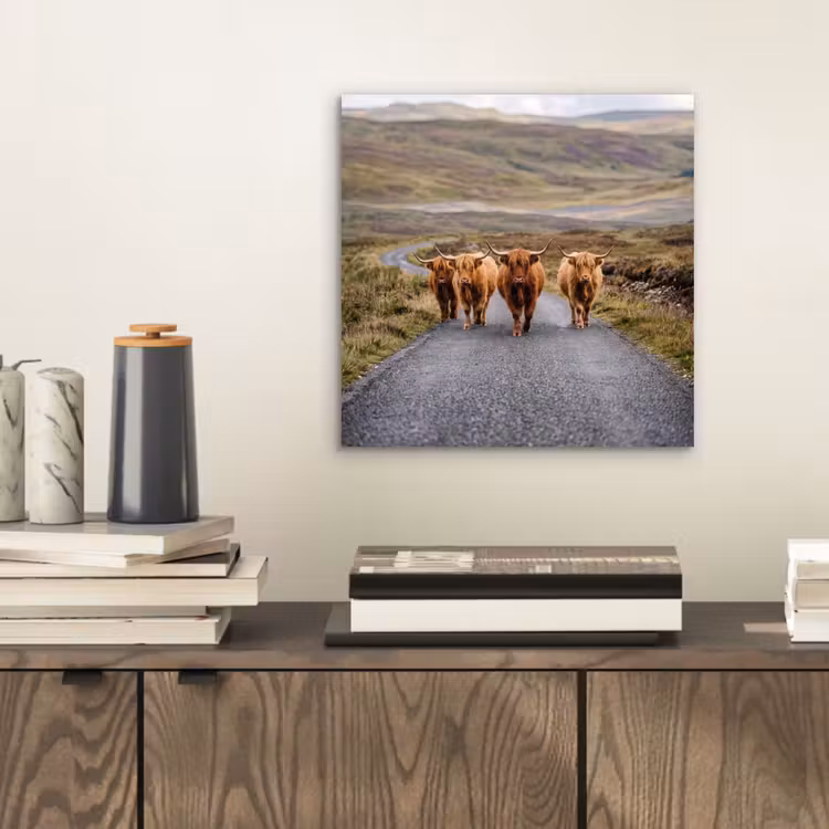 Schotse Hooglanders - Weg - Landschap - Kudde aluminium wit klein -sfeer1