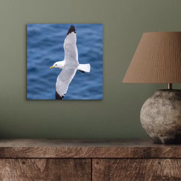 Zeemeeuw - Oceaan - Blauw aluminium wit klein -sfeer2